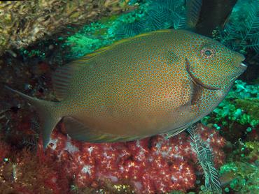 Goldspotted Rabbitfish - Siganus punctatus - Bali, Indonesia