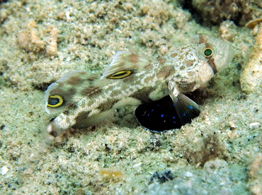 Signal Goby - Signigobius biocellatus - Palau