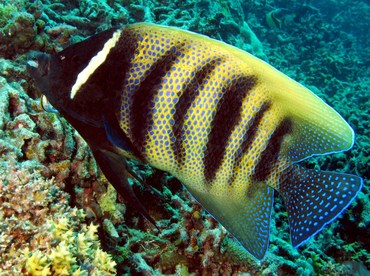 Six-Banded Angelfish - Pomacanthus sexstriatus - Palau