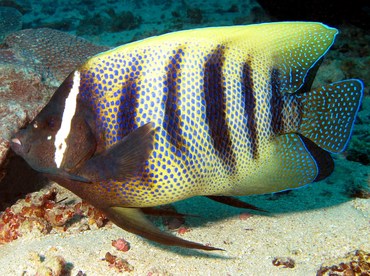 Six-Banded Angelfish - Pomacanthus sexstriatus - Yap, Micronesia