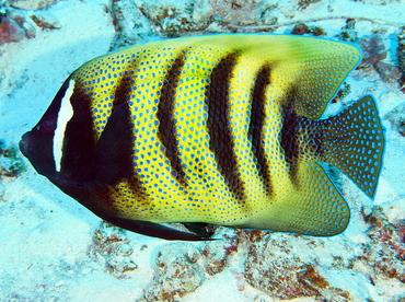 Six-Banded Angelfish - Pomacanthus sexstriatus - Palau