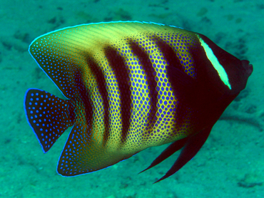 Six-Banded Angelfish - Pomacanthus sexstriatus - Great Barrier Reef, Australia