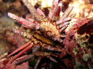 Slate Pencil Urchin - Eucidaris tribuloides - Grand Cayman