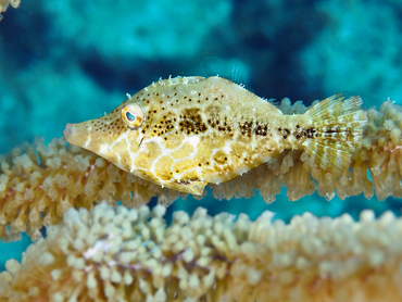 Slender Filefish - Monacanthus tuckeri - Turks and Caicos