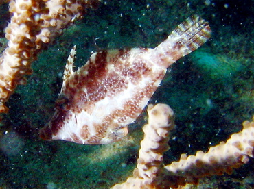 Slender Filefish - Monacanthus tuckeri - Key Largo, Florida