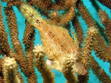 Slender Filefish - Monacanthus tuckeri - Bonaire