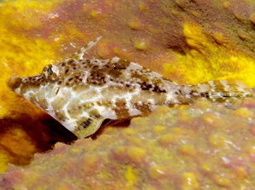 Slender Filefish - Monacanthus tuckeri - Grand Cayman