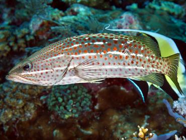 Slender Grouper - Anyperodon leucogrammicus - Komodo, Indonesia