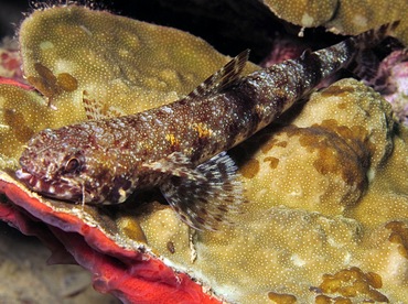 Slender Lizardfish - Saurida gracilis - Palau