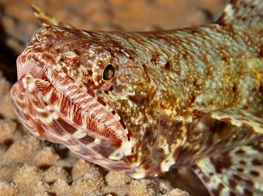 Slender Lizardfish - Saurida gracilis - Wakatobi, Indonesia