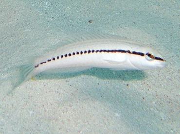 Slippery Dick - Halichoeres bivittatus - Nassau, Bahamas