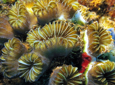 Smooth Flower Coral - Eusmilia fastiginia - Nassau, Bahamas