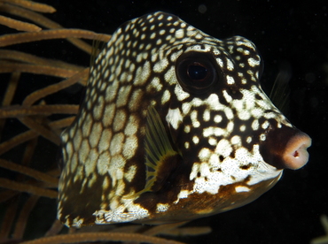 Smooth Trunkfish - Lactophrys triqueter - Belize