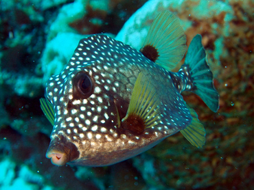 Smooth Trunkfish - Lactophrys triqueter - Cozumel, Mexico