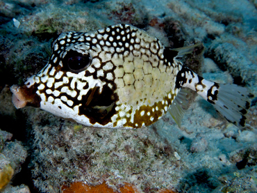 Smooth Trunkfish - Lactophrys triqueter - Bonaire