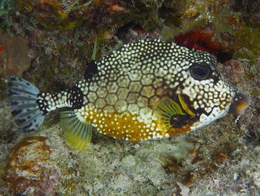 Smooth Trunkfish - Lactophrys triqueter - British Virgin Islands