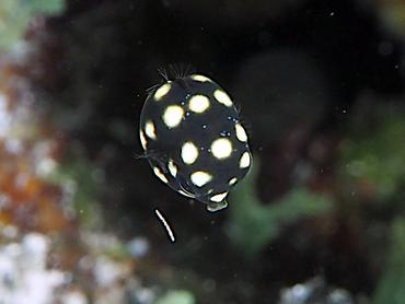 Smooth Trunkfish - Lactophrys triqueter - British Virgin Islands