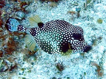 Smooth Trunkfish - Lactophrys triqueter - Cozumel, Mexico