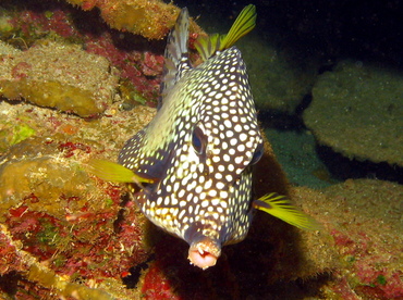 Smooth Trunkfish - Lactophrys triqueter - Grand Cayman