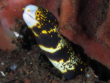 Snowflake Moray Eel - Echidna nebulosa - Bali, Indonesia