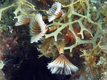 Social Feather Duster - Bispira brunnea - British Virgin Islands