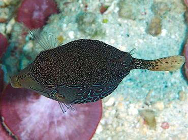 Solor Boxfish - Ostracion solorense - Komodo, Indonesia