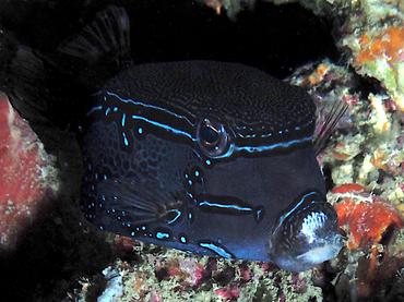Solor Boxfish - Ostracion solorense - Komodo, Indonesia