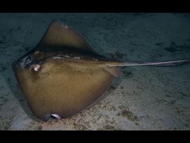 Southern Stingray - Hypanus americanus - British Virgin Islands
