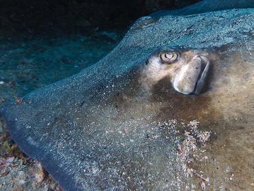 Southern Stingray - Hypanus americanus - British Virgin Islands