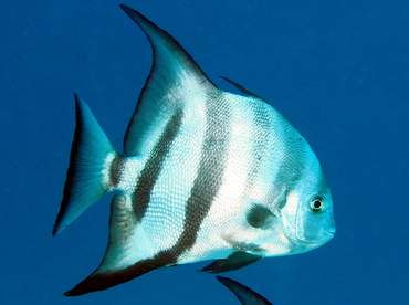 Atlantic Spadefish - Chaetodipterus faber - Turks and Caicos