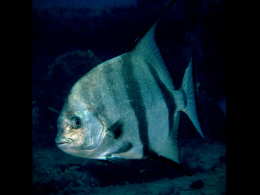 Atlantic Spadefish - Chaetodipterus faber - Palm Beach, Florida
