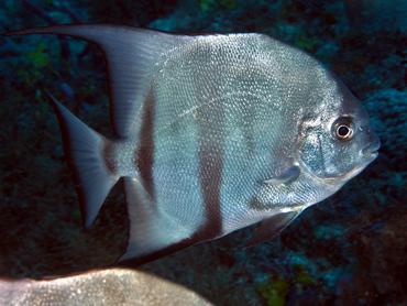 Atlantic Spadefish - Chaetodipterus faber - Palm Beach, Florida