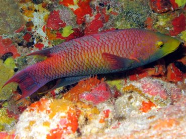 Spanish Hogfish - Bodianus rufus - Isla Mujeres, Mexico