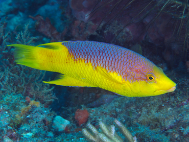 Spanish Hogfish - Bodianus rufus - Palm Beach, Florida