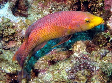 Spanish Hogfish - Bodianus rufus - Belize