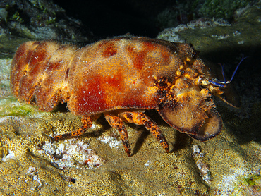 Spanish Lobster - Scyllarides aequinoctialis - Cozumel, Mexico