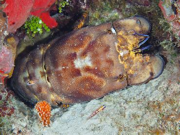 Spanish Lobster - Scyllarides aequinoctialis - British Virgin Islands