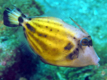 Spectacled Filefish - Cantherhines fronticinctus - Lembeh Strait, Indonesia