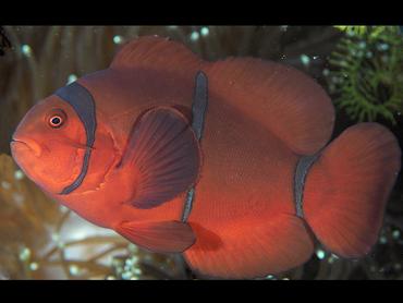Spinecheek Anemonefish - Amphiprion biaculeatus - Lombok, Indonesia