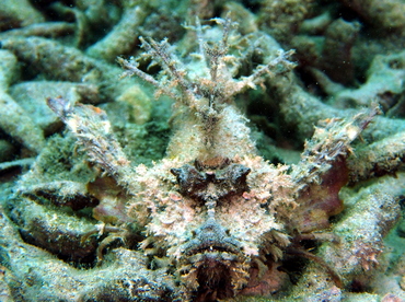 Spiny Devilfish - Inimicus didactylus - Palau