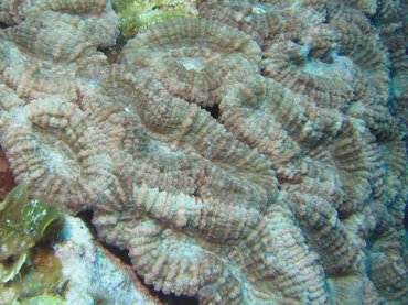 Spiny Flower Coral - Mussa angulosa - Roatan, Honduras