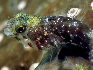 Spinyhead Blenny - Acanthemblemaria spinosa - Turks and Caicos