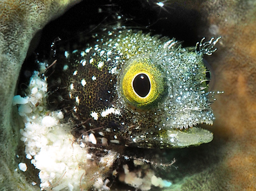 Spinyhead Blenny - Acanthemblemaria spinosa - Turks and Caicos