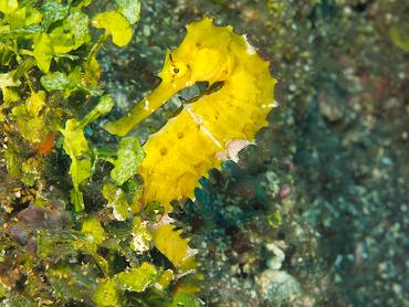 Thorny seahorse - Hippocampus histrix - Bali, Indonesia