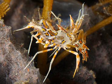 Spiny Tiger Shrimp - Phyllognathia ceratophthalma - Bali, Indonesia