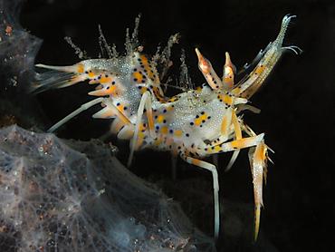 Spiny Tiger Shrimp - Phyllognathia ceratophthalma - Bali, Indonesia