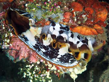 Variable Thorny Oyster - Spondylus varius - Bali, Indonesia