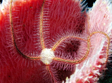 Sponge Brittle Star - Ophiothrix suensoni - Belize