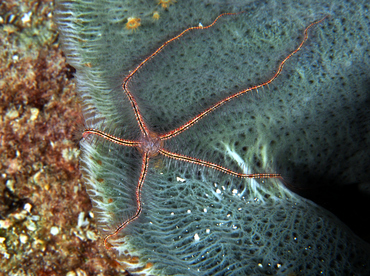 Sponge Brittle Star - Ophiothrix suensoni - Cozumel, Mexico