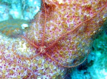 Sponge Brittle Star - Ophiothrix suensoni - Nassau, Bahamas